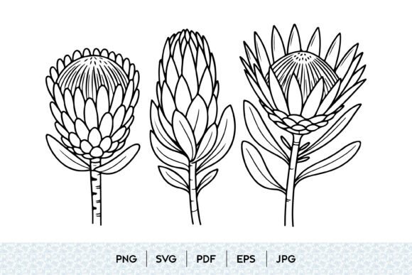 Protea Flower Line Art SVG: A Modern Botanical Asset